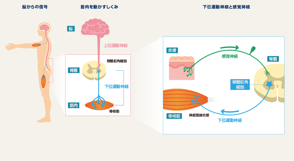 筋肉を動かすしくみ、下位運動神経のしくみ